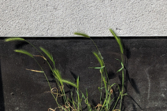 PXL_20230609_085534432.PORTRAIT.ORIGINAL